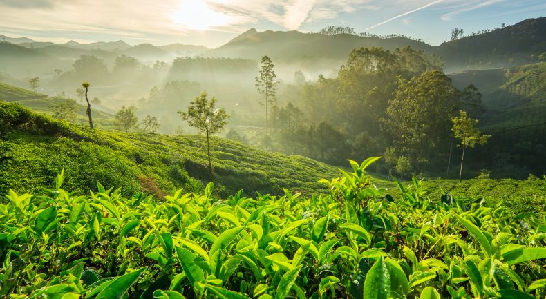 Best holiday destination - Munnar